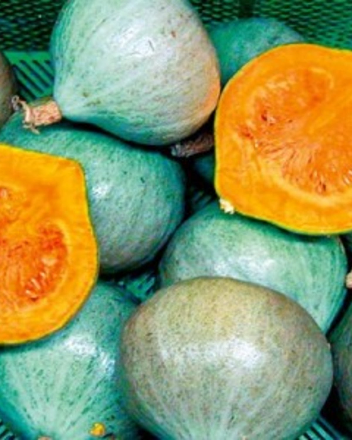 Pompoen 'Blue Ballet' BIO - De Groene Makers