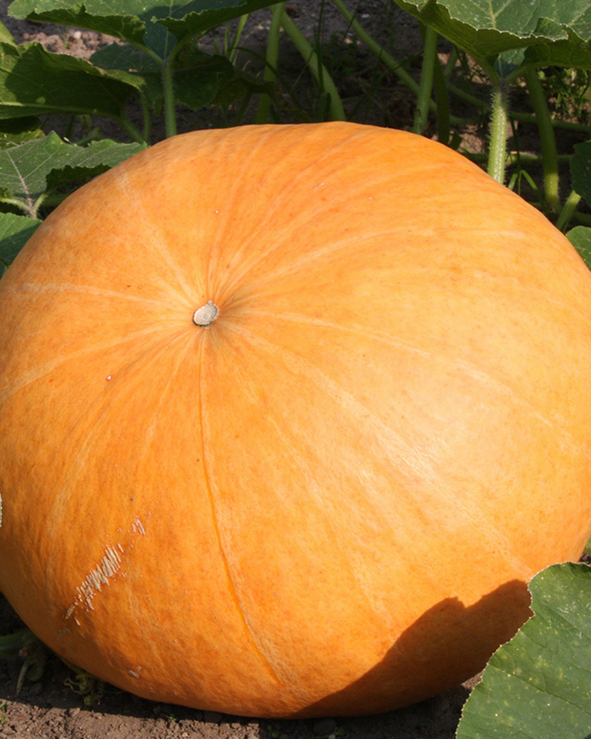 Pompoen 'Gele Centenaar' BIO