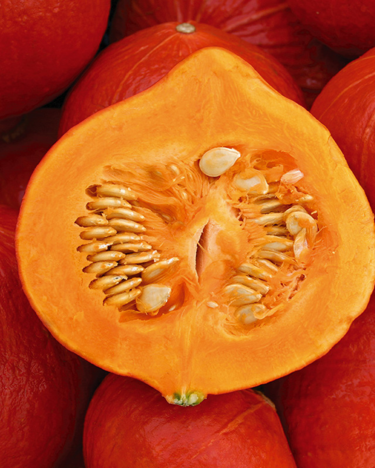 Pompoen 'Solor' BIO