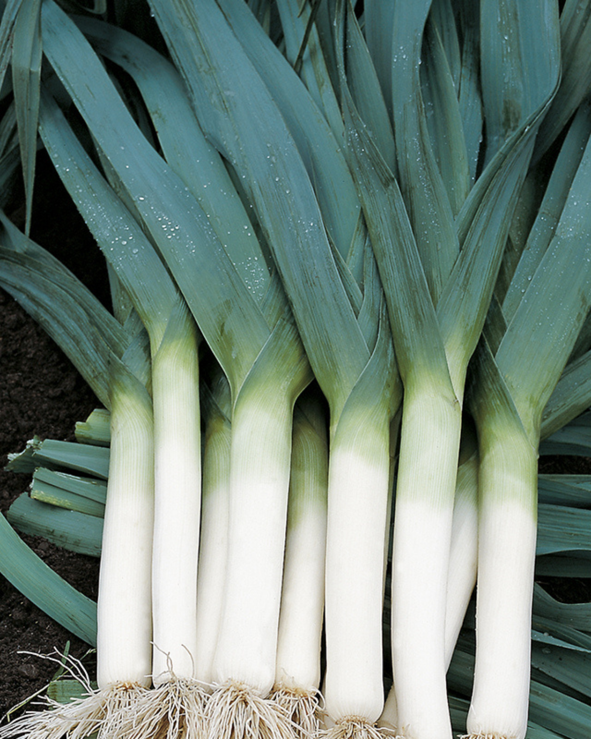 Prei 'Blauwgroene Herfst' BIO