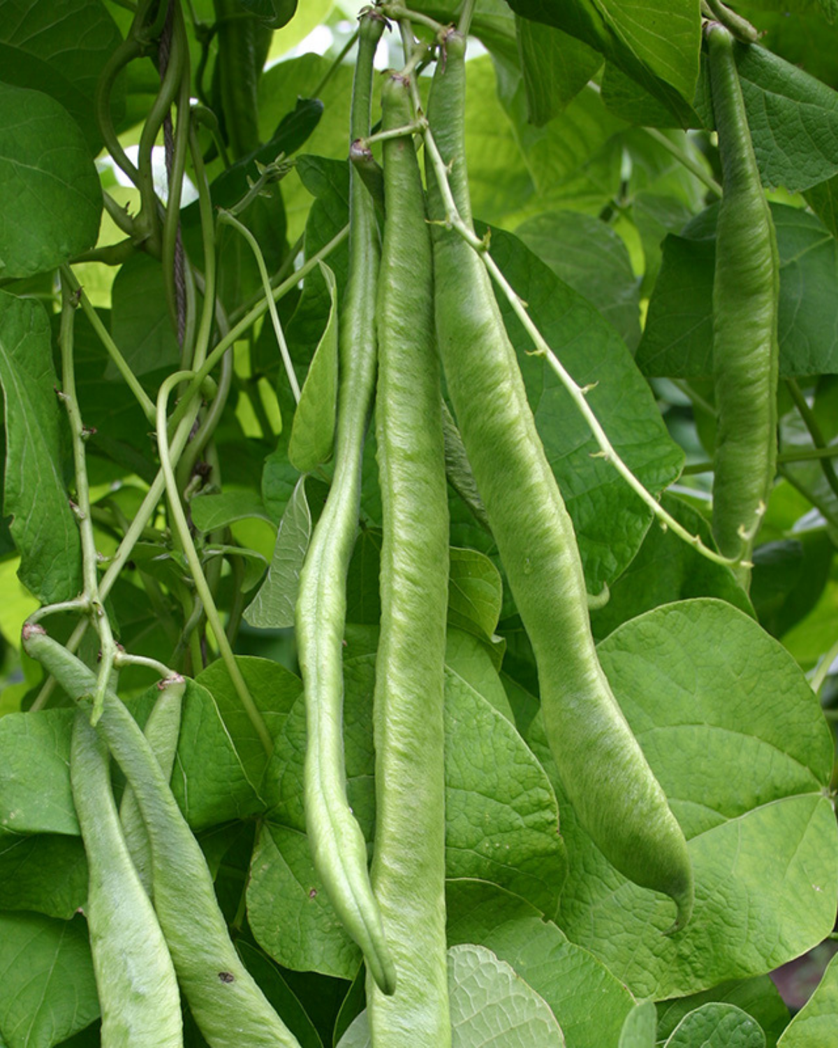 Pronkboon 'Emergo' BIO