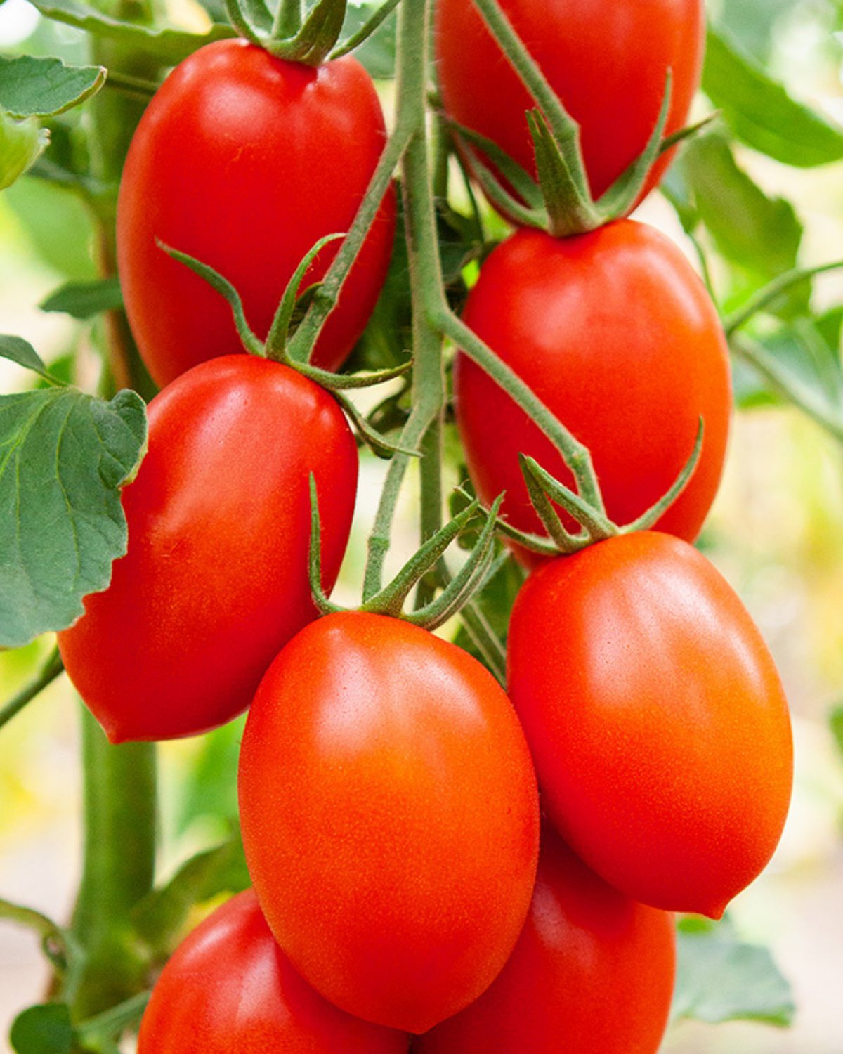 Pruimtomaat 'Bolstar Sensatica F1' BIO