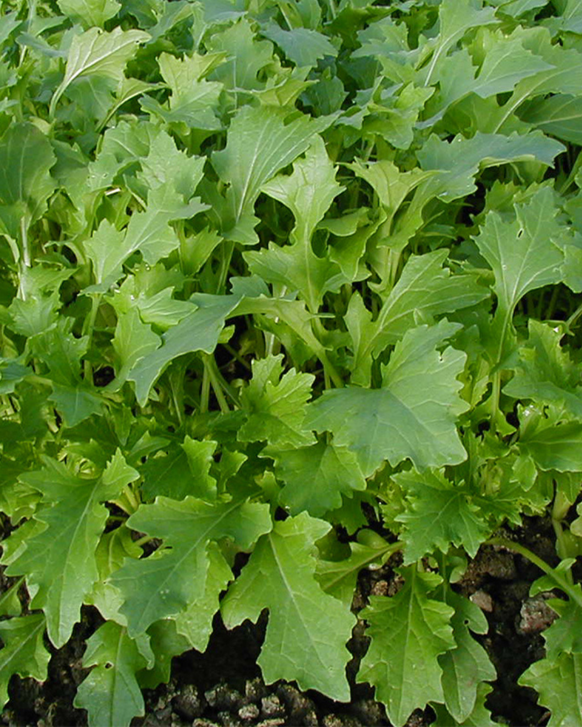 Raapsteel 'Namenia' BIO
