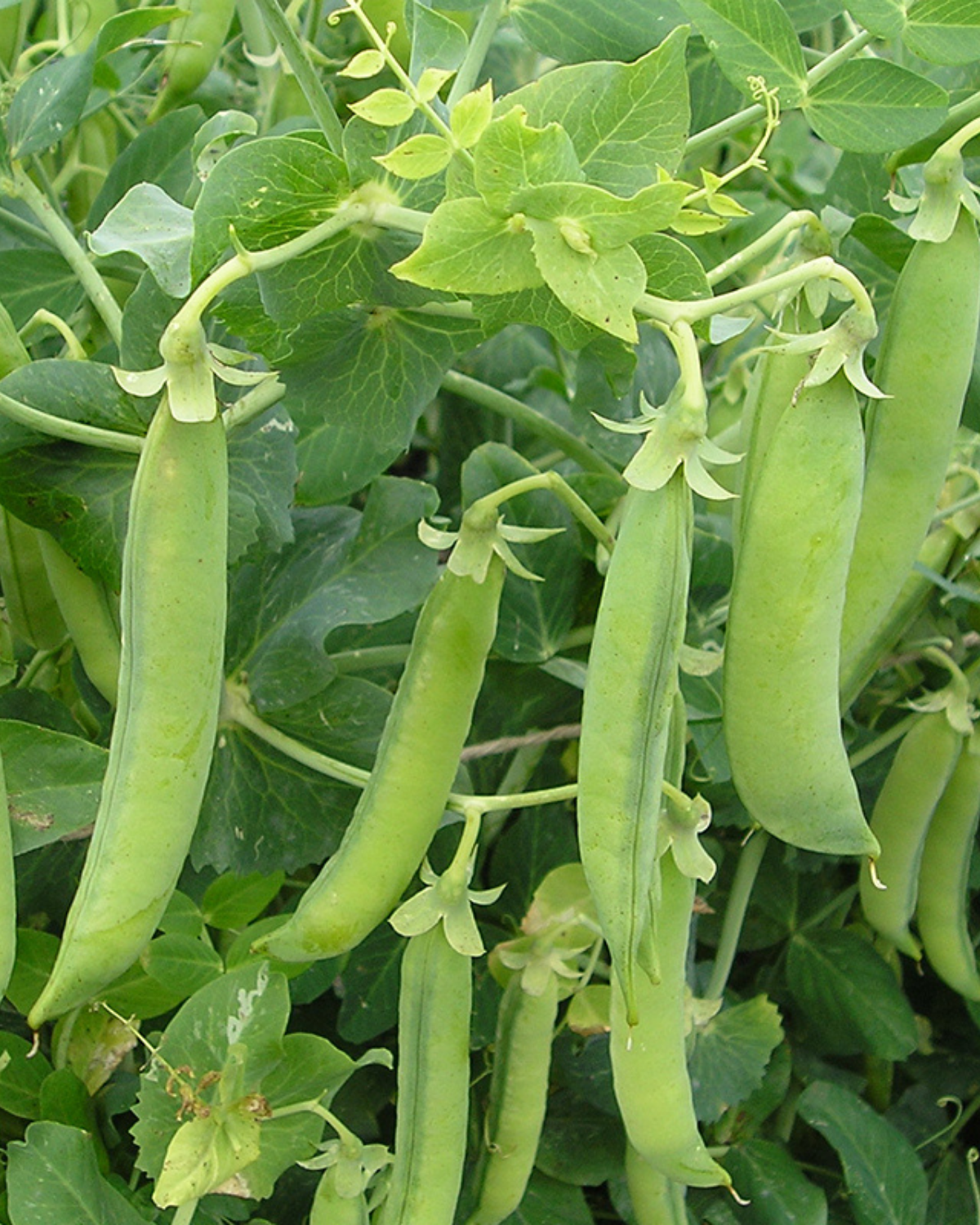 Rijsdoperwt 'Senator' BIO