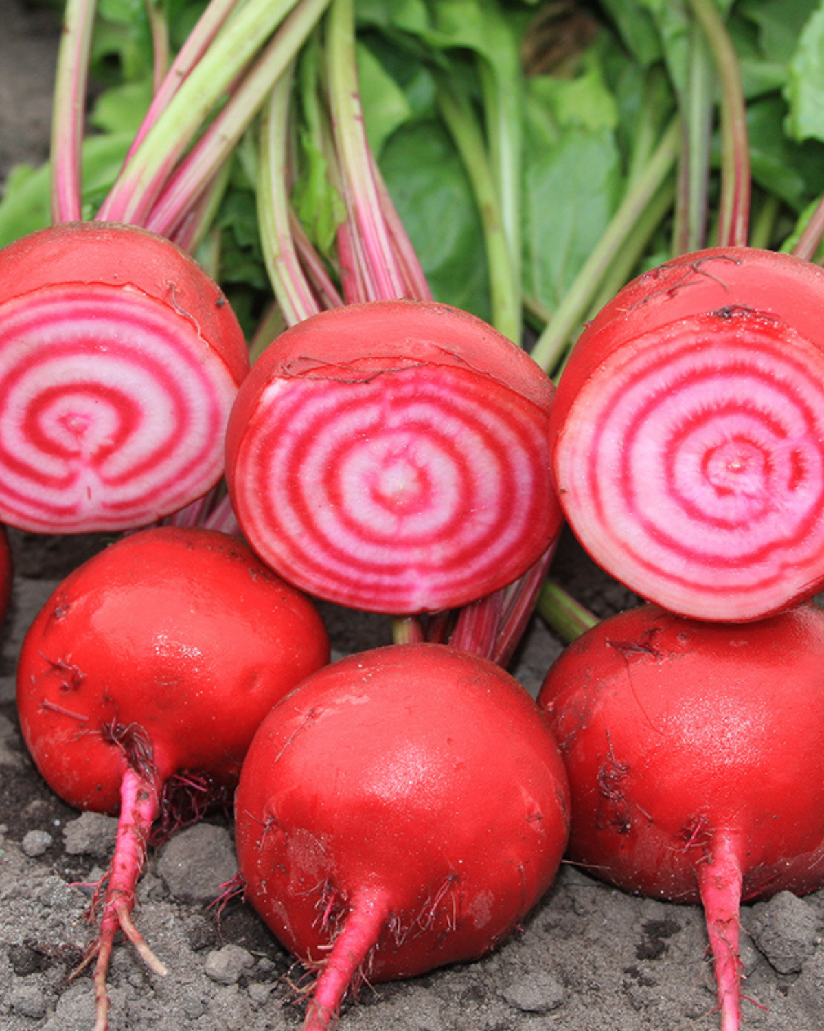 Rode biet 'Chioggia' BIO
