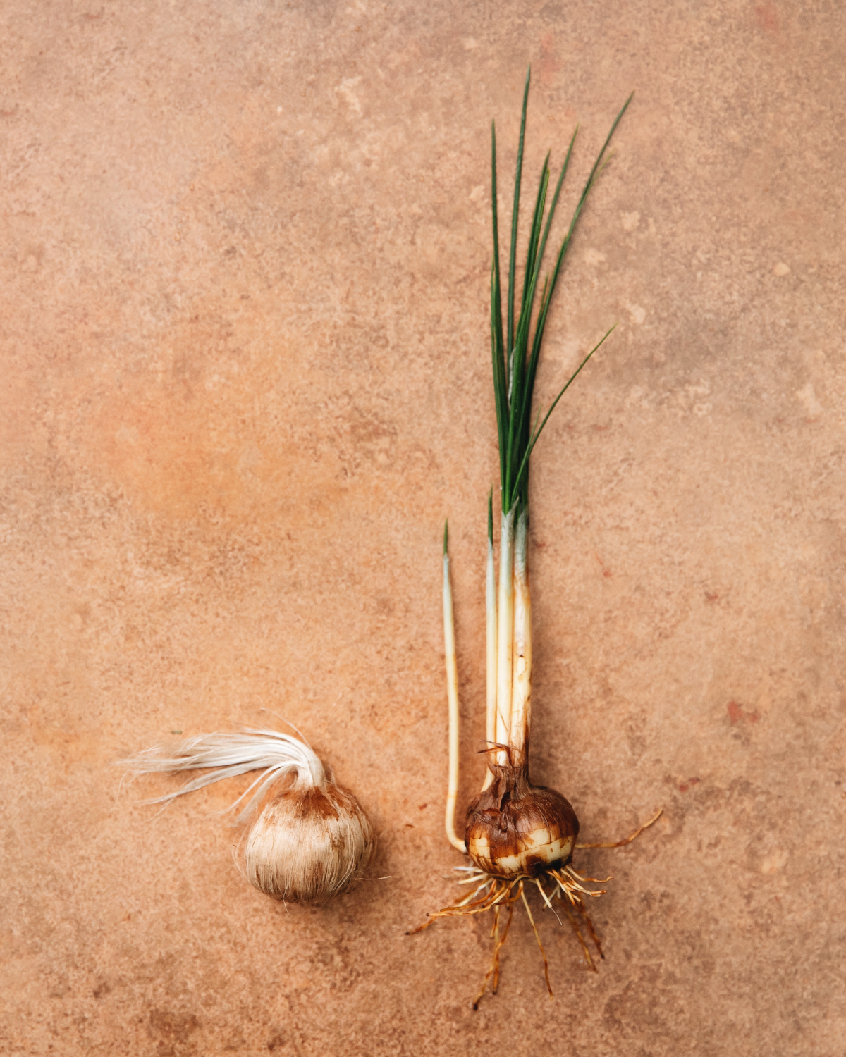 Saffraankrokus (Crocus sativus) BIO