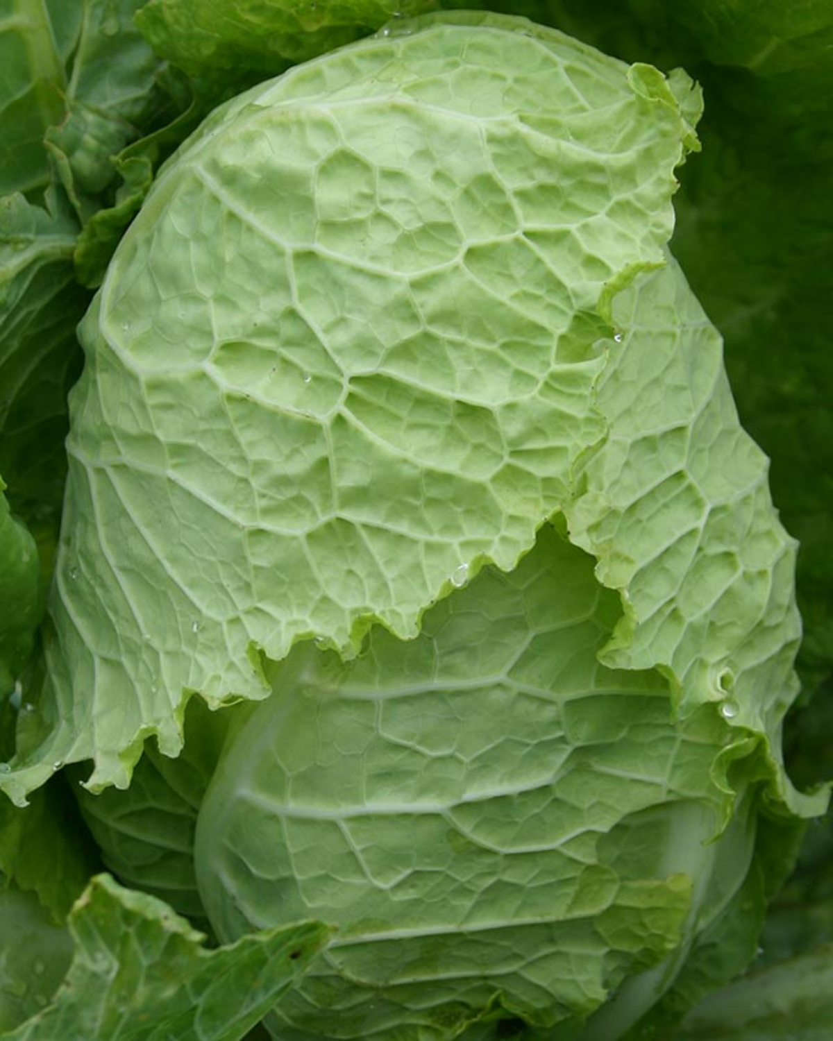 Savooiekool 'Bloemendaalse Gele' BIO