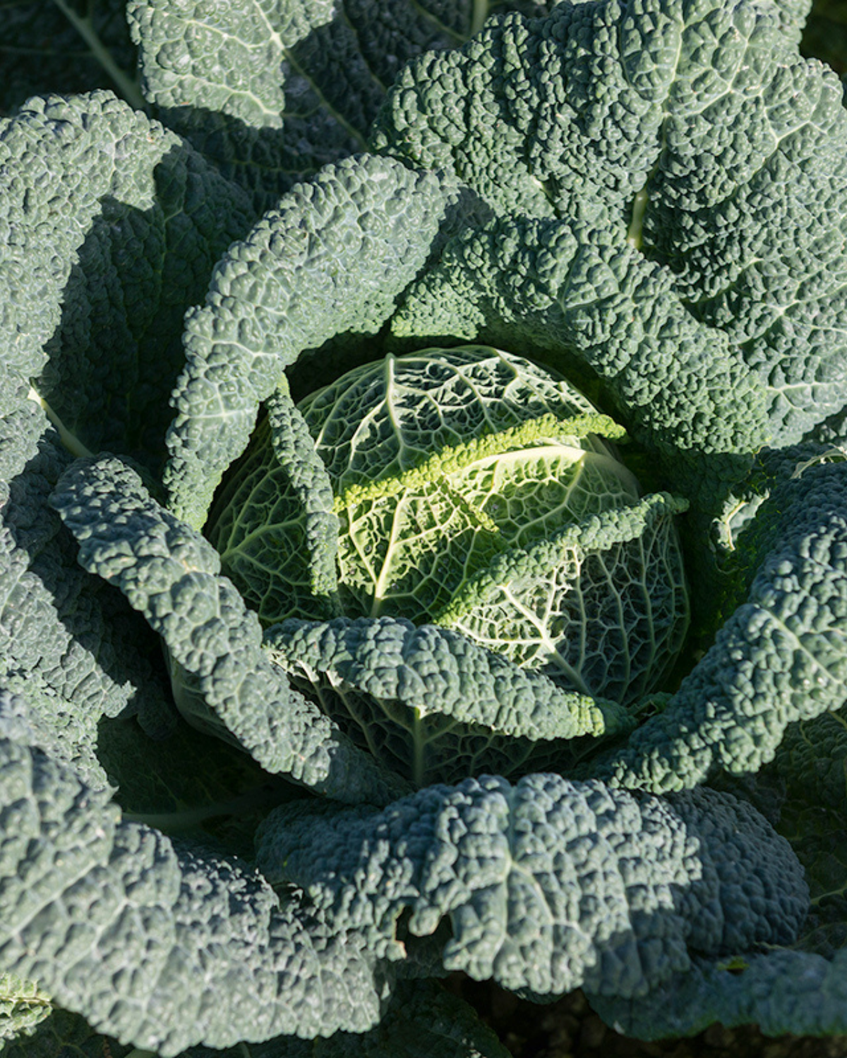 Savooiekool 'Cantasa F1' BIO