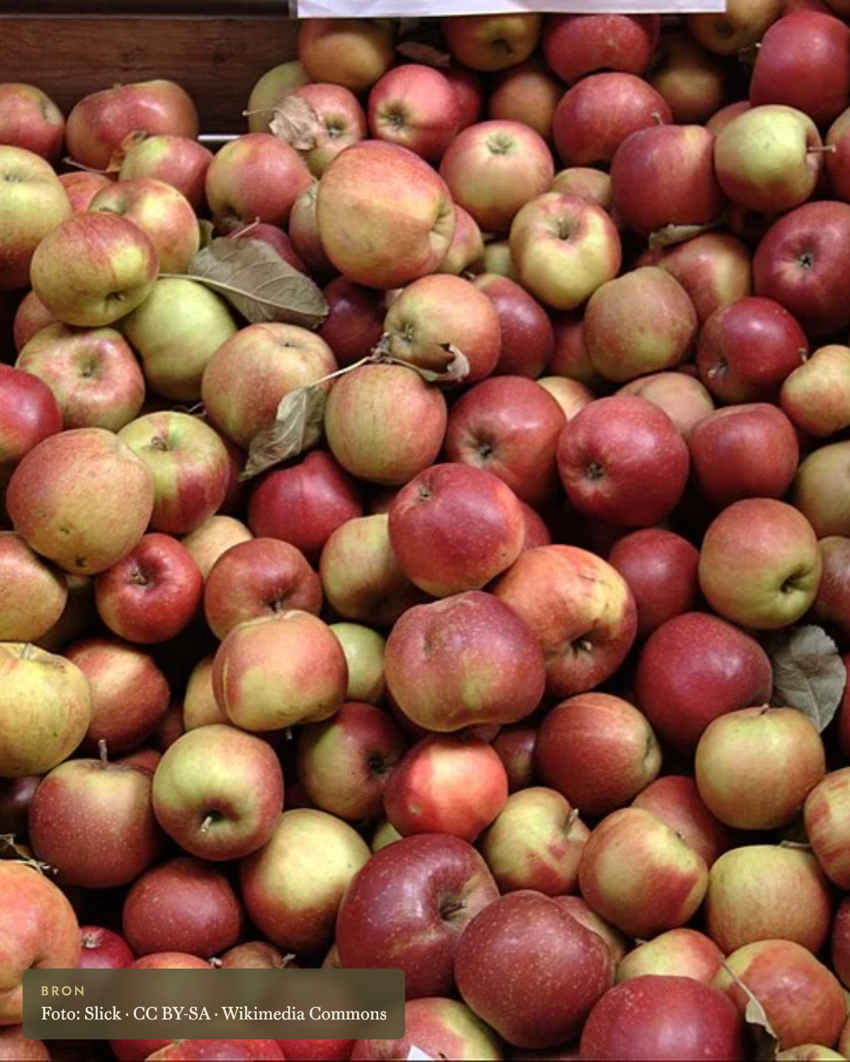 Appel 'Schone van Boskoop' - appelboom De Groene Makers