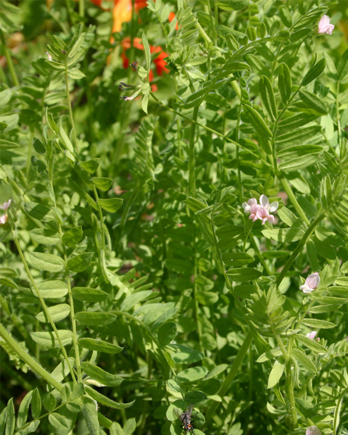 Serradelle BIO