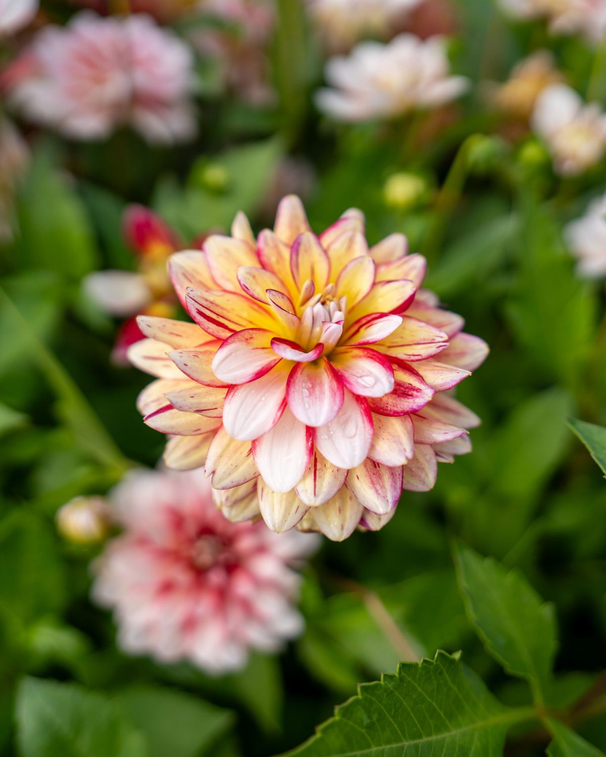 Dahlia ‘Short Track’ BIO