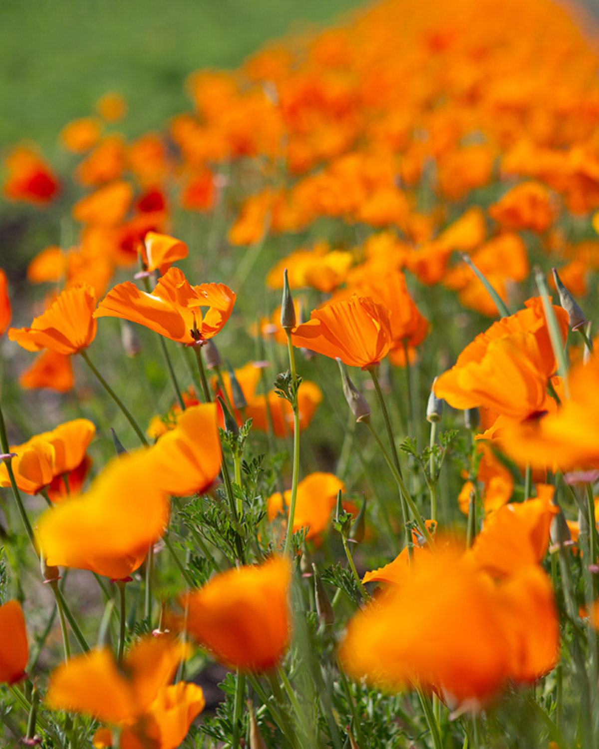 Slaapmutsje, oranje BIO
