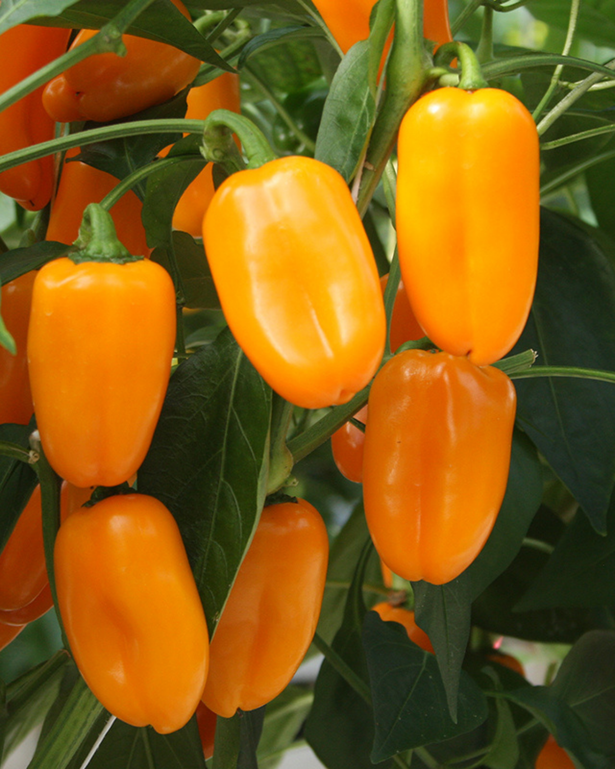 Snackpaprika 'Radja' BIO