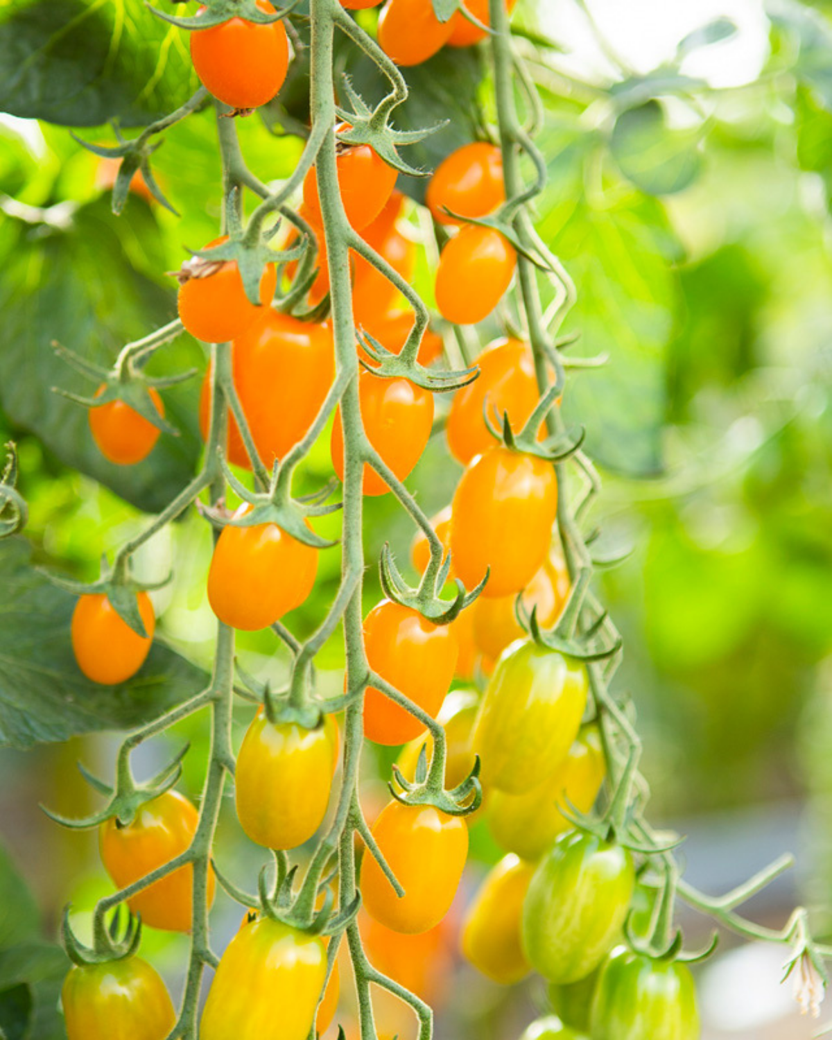 Snacktomaat 'Ormato' BIO