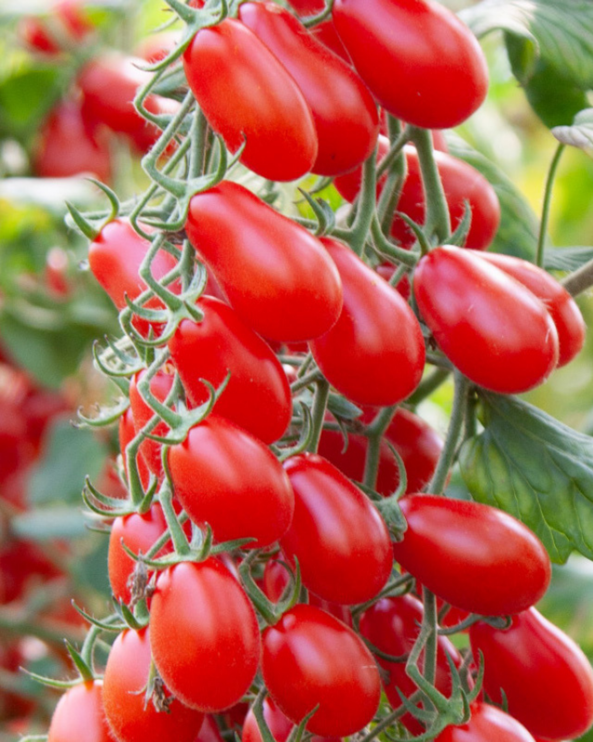 Snacktomaat 'Phiabella F1' BIO