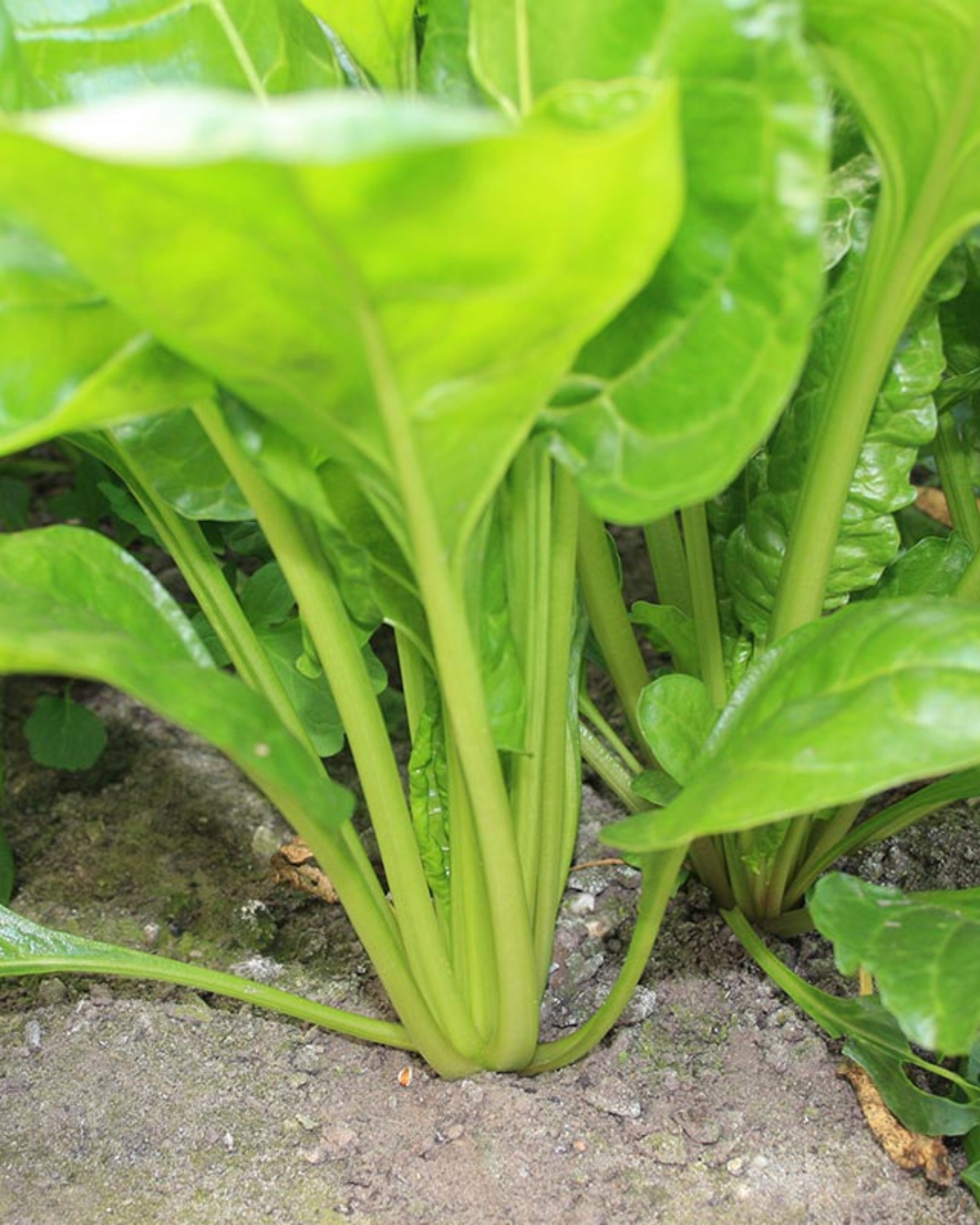 Snijbiet 'Groene Gewone' BIO