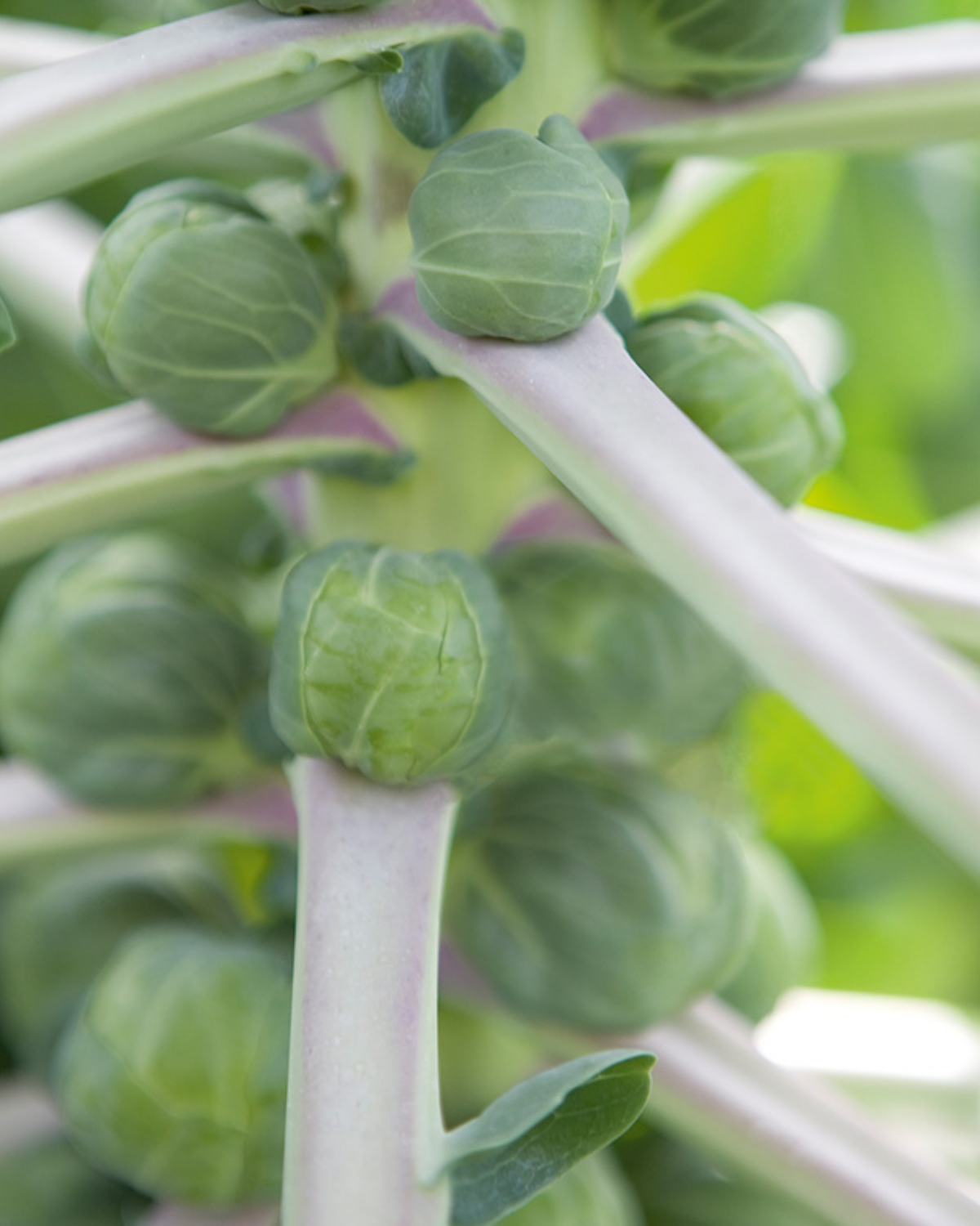 Spruitkool 'Irene F1' BIO