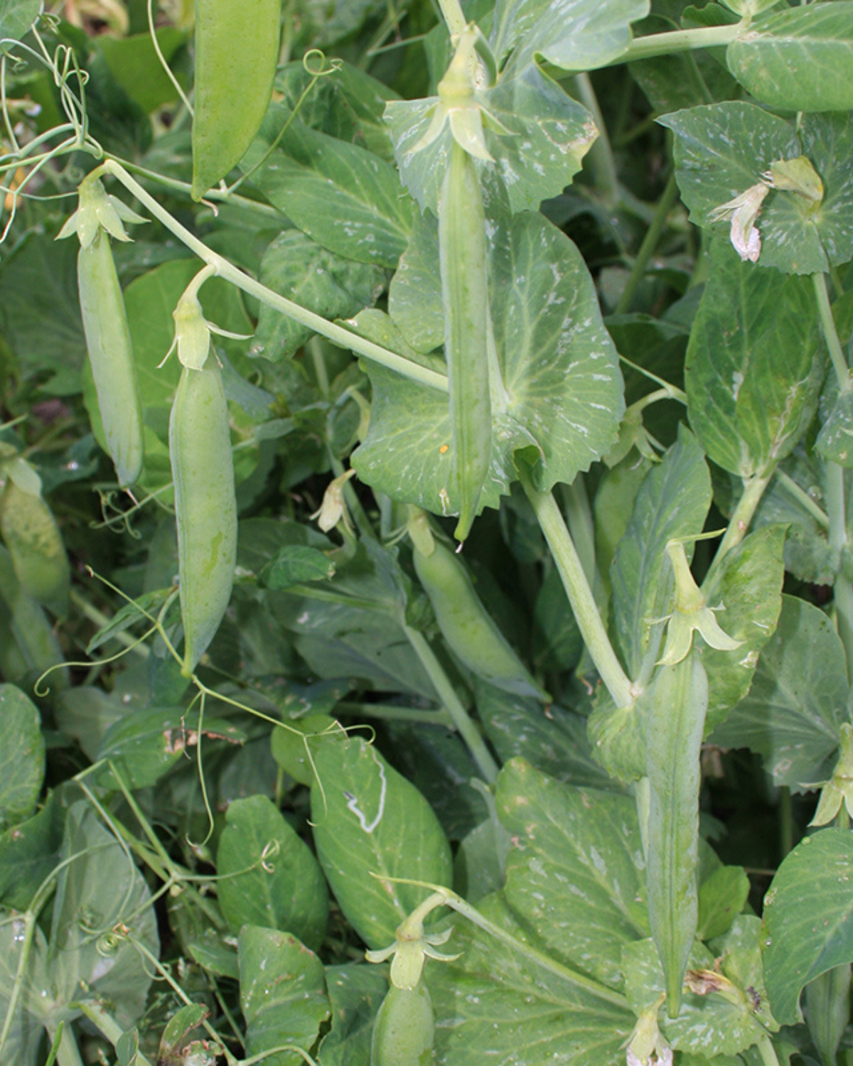 Stamdoperwt 'Kelvedon Wonder' BIO