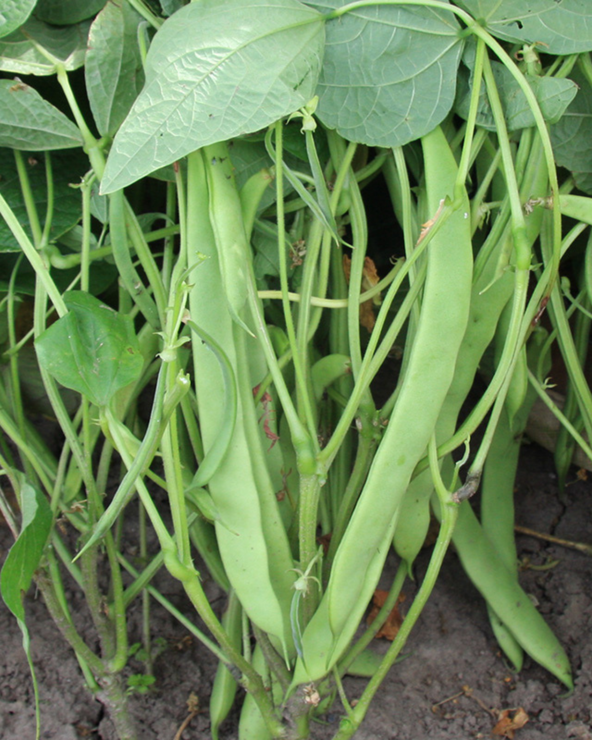 Stamsnijboon 'Nassau' BIO