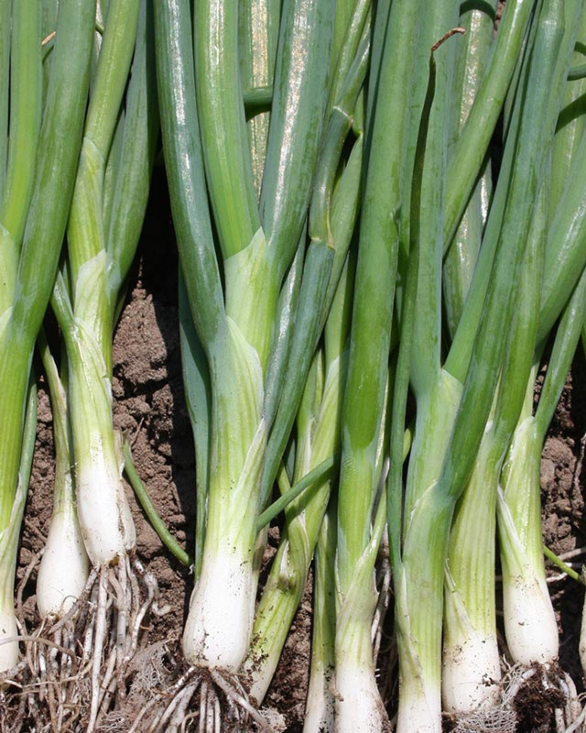 Stengelui 'Ishikura Long White' BIO