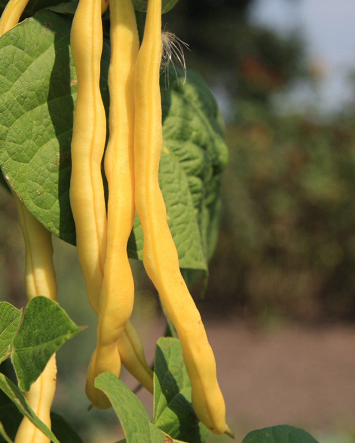 Stokslaboon 'Neckargold' BIO