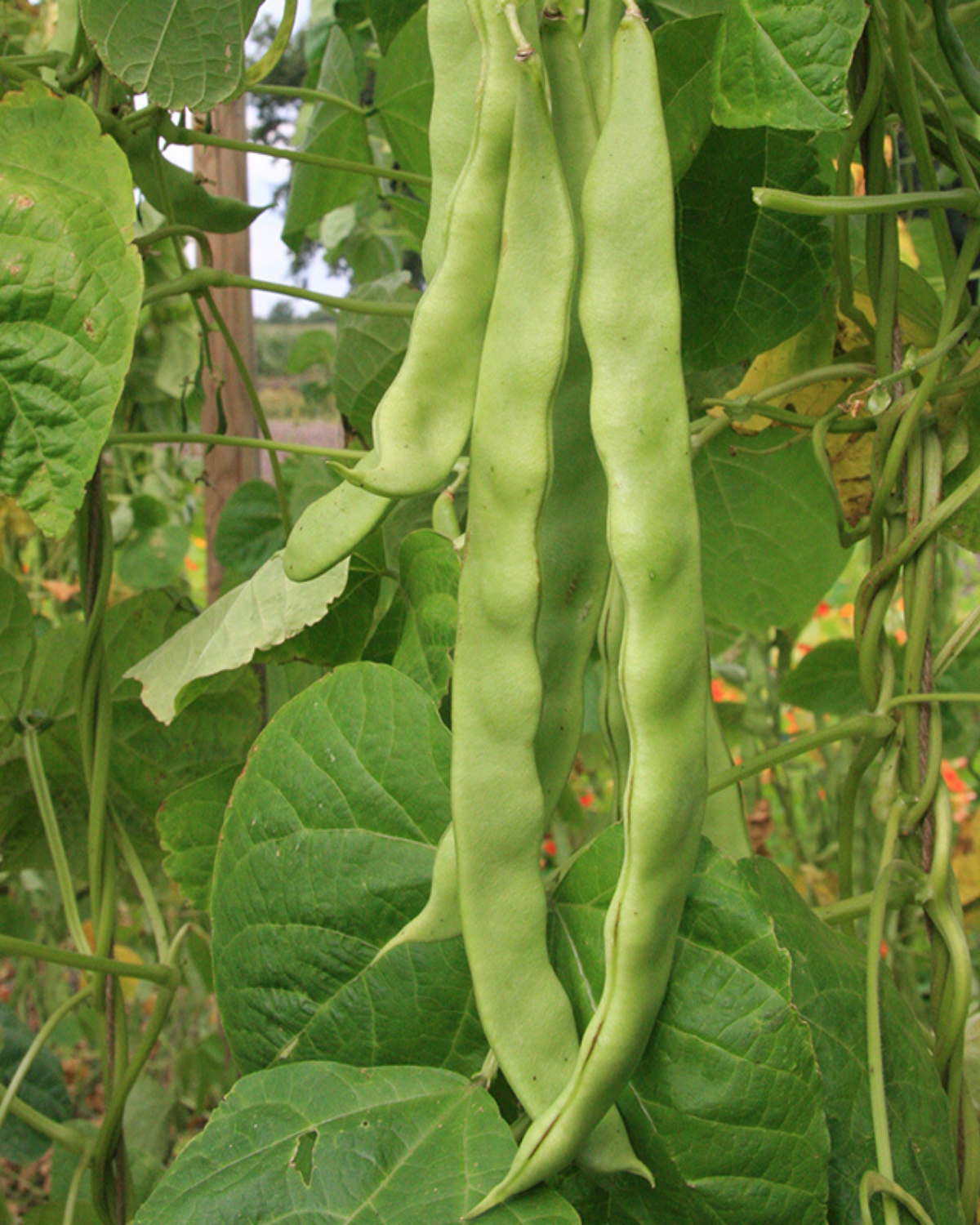 Stoksnijboon 'Helda' BIO