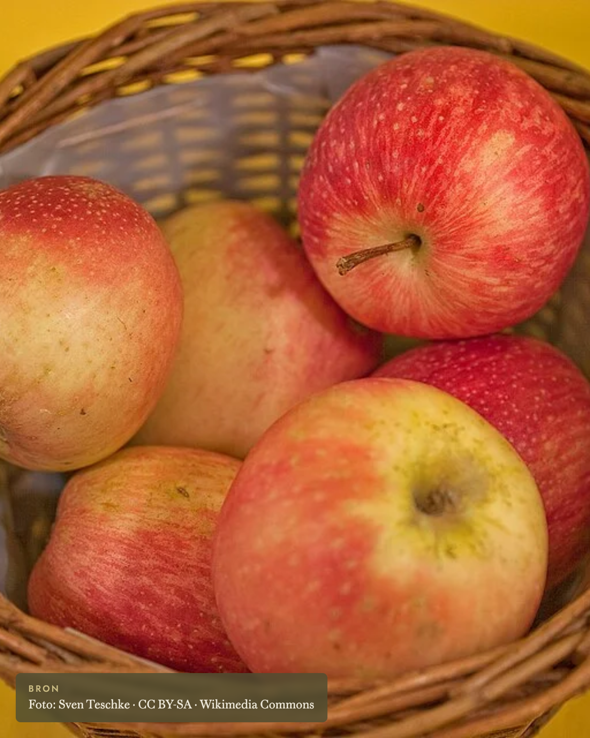 Appel 'Summerred' - appelboom De Groene Makers