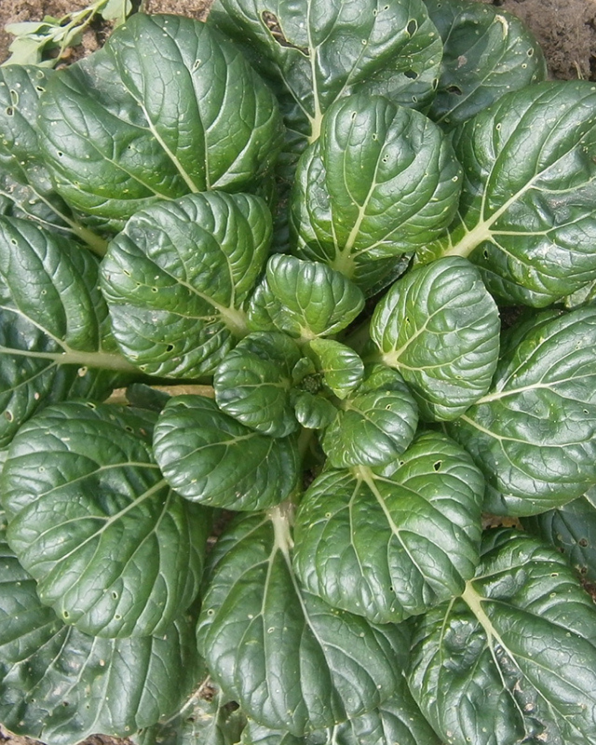 Tatsoi BIO