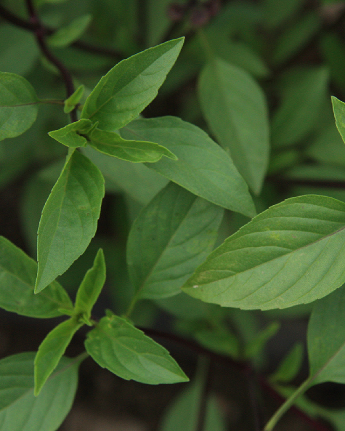 Thaise basilicum BIO