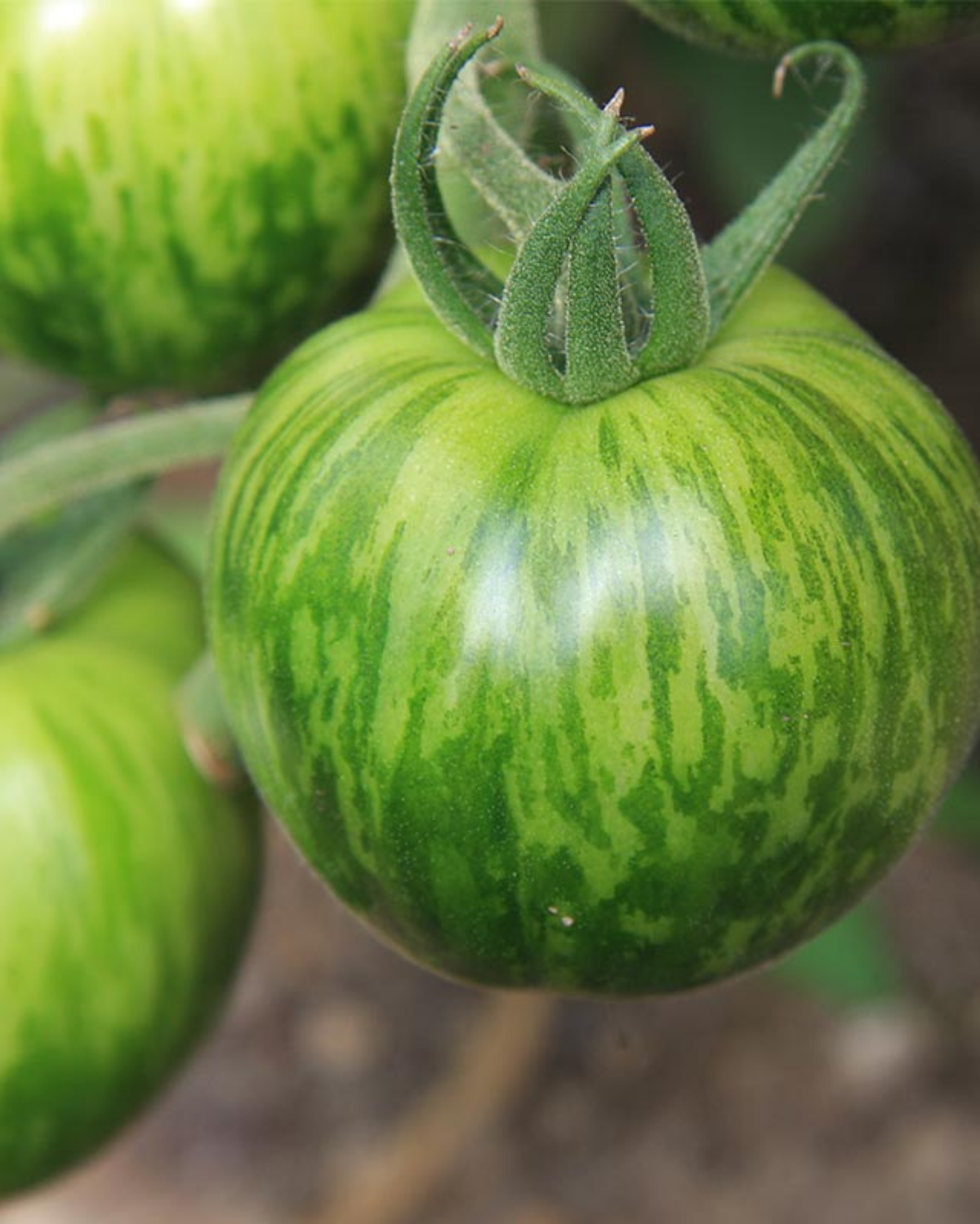 Tomaat 'Green Zebra' BIO