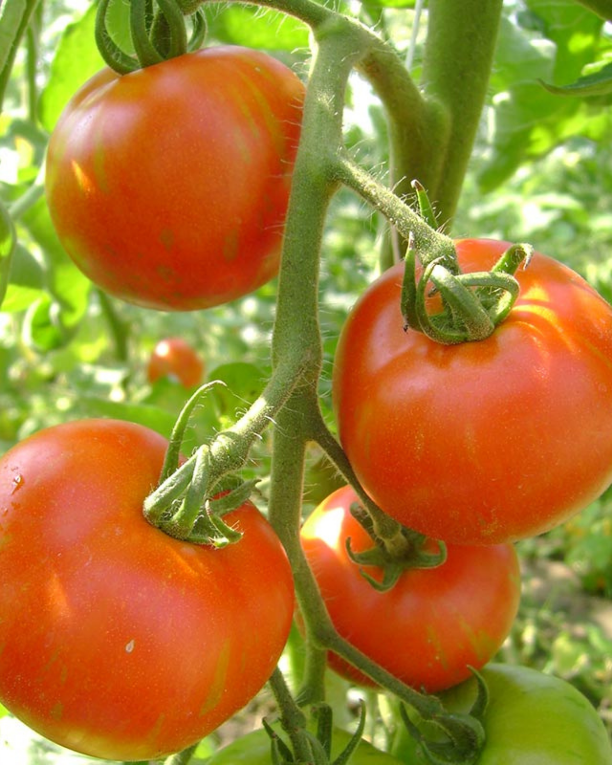 Tomaat 'Tigerella Bicolore' BIO