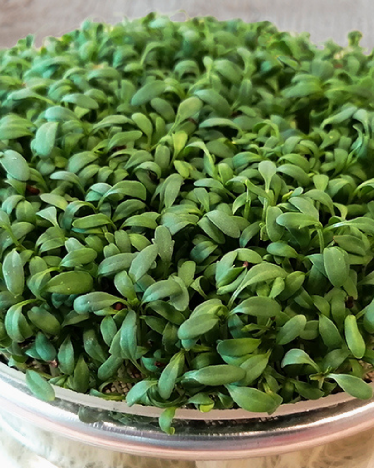 Tuinkers grootbladig BIO