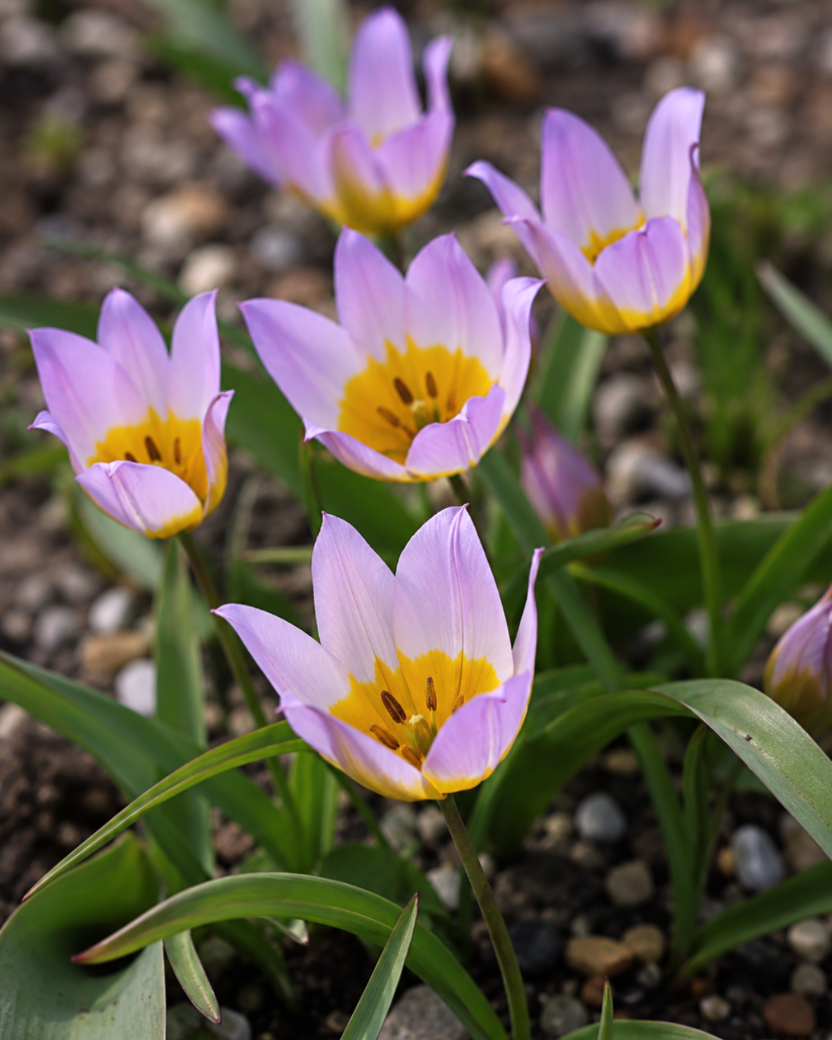 Wilde tulp (saxatilis) BIO (10 stuks)