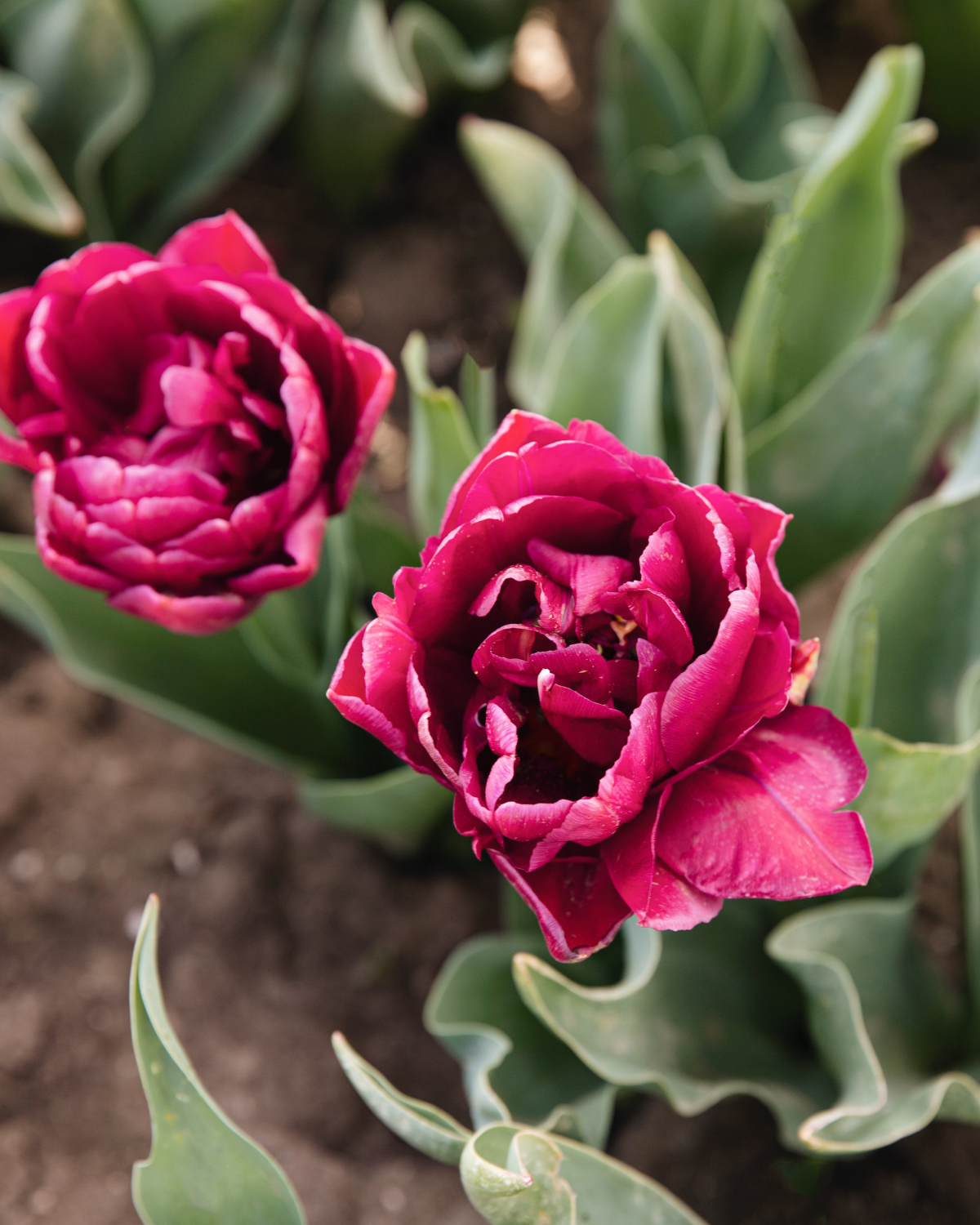 Tulp 'Alison Bradley' BIO (8 stuks)