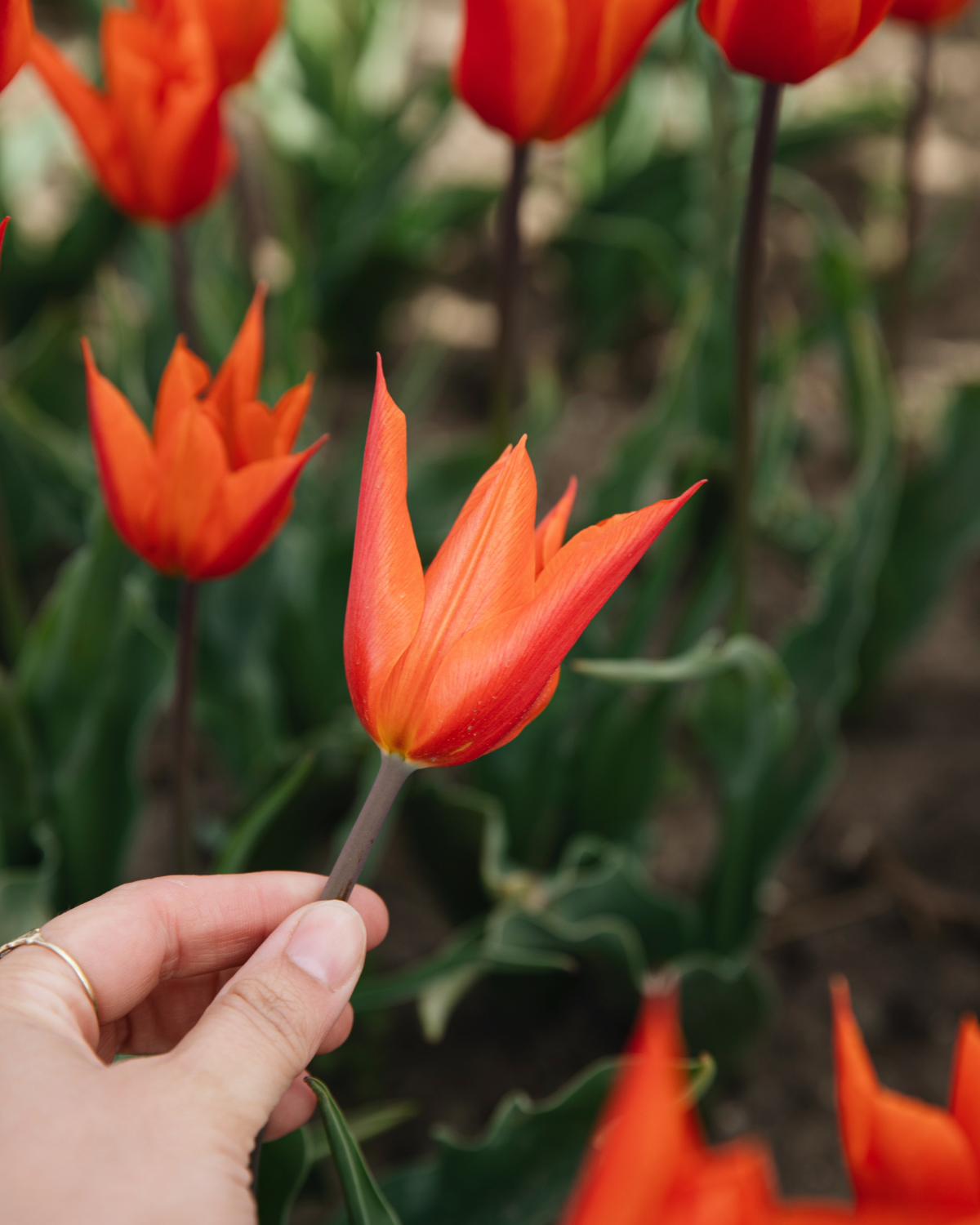 Tulp 'Ballerina' BIO (8 stuks)