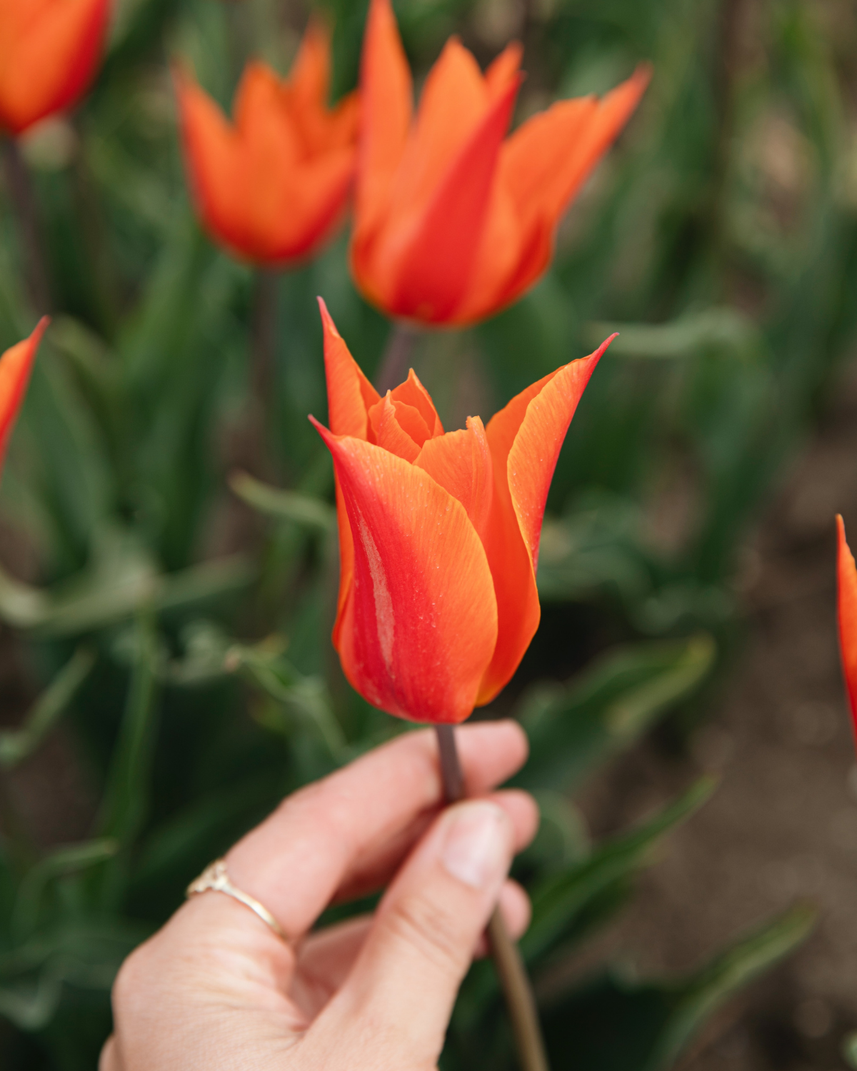 Tulp 'Ballerina' BIO (8 stuks)
