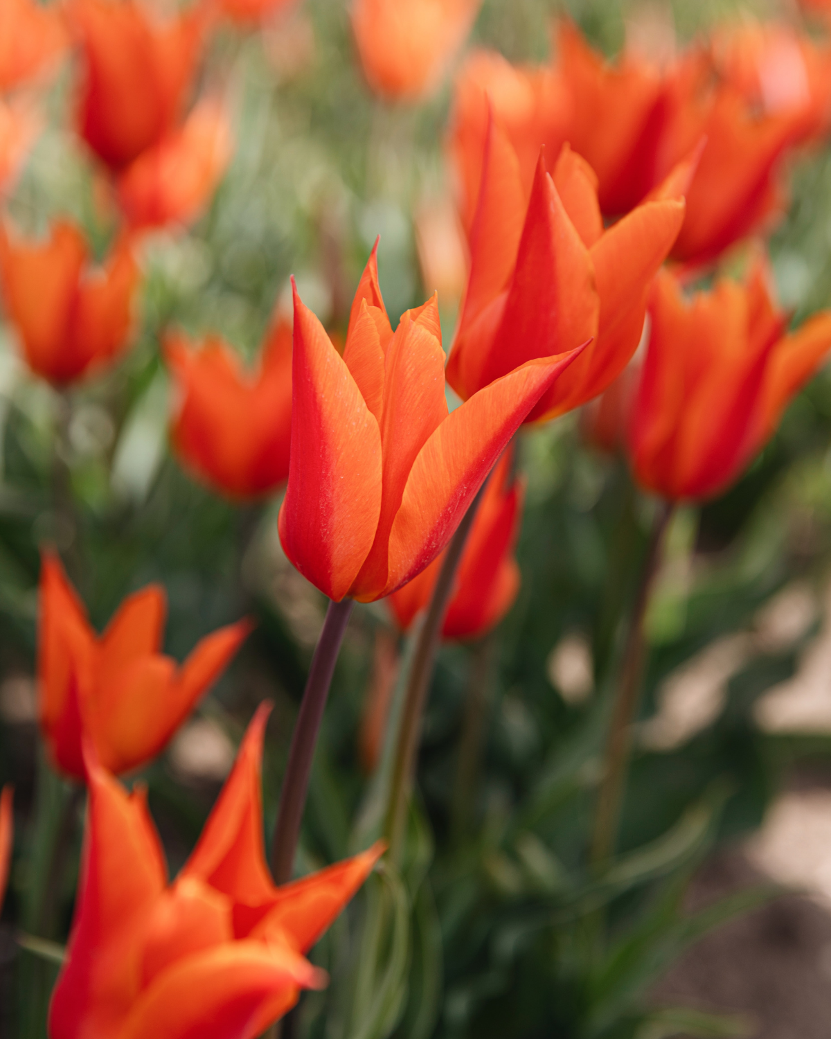 Tulp 'Ballerina' BIO (8 stuks)