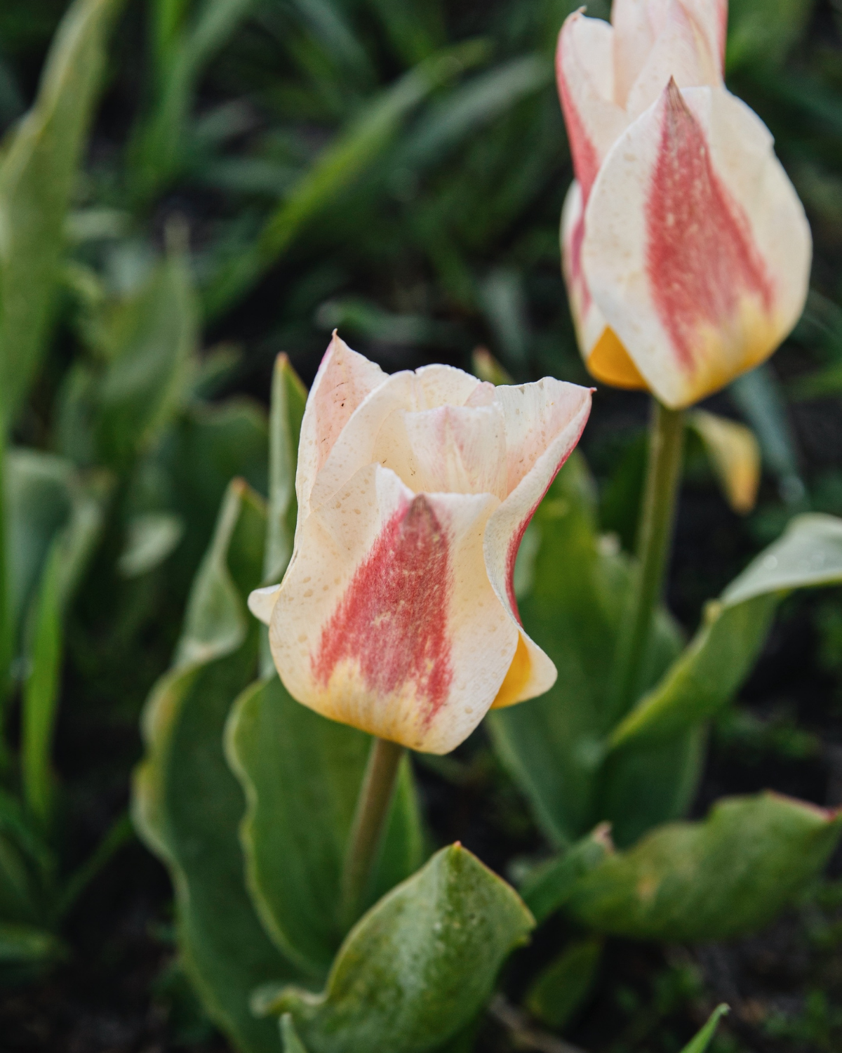 Tulp 'Blushing Lady' BIO (8 stuks)