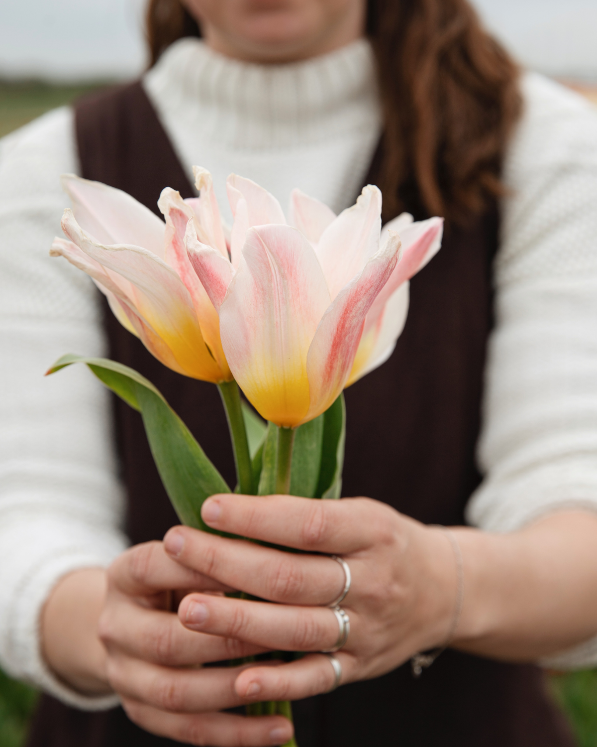 Tulp 'Blushing Lady' BIO (8 stuks)