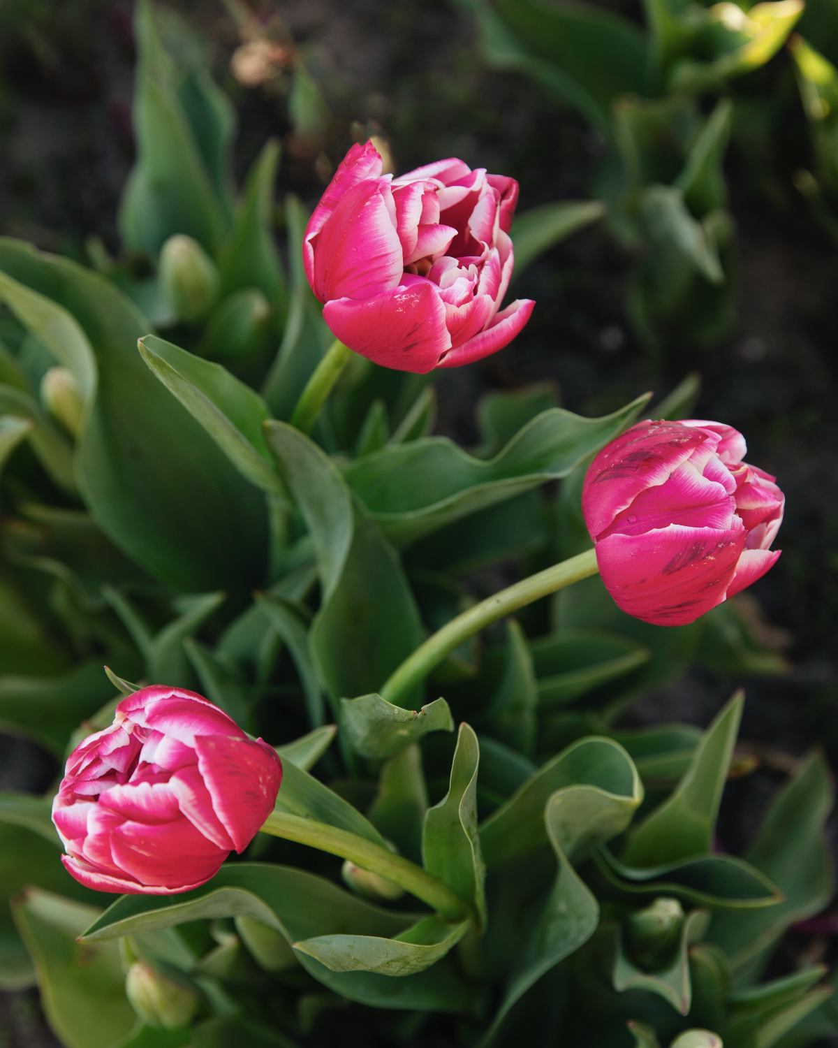 Tulp 'Columbus' BIO (8 stuks)