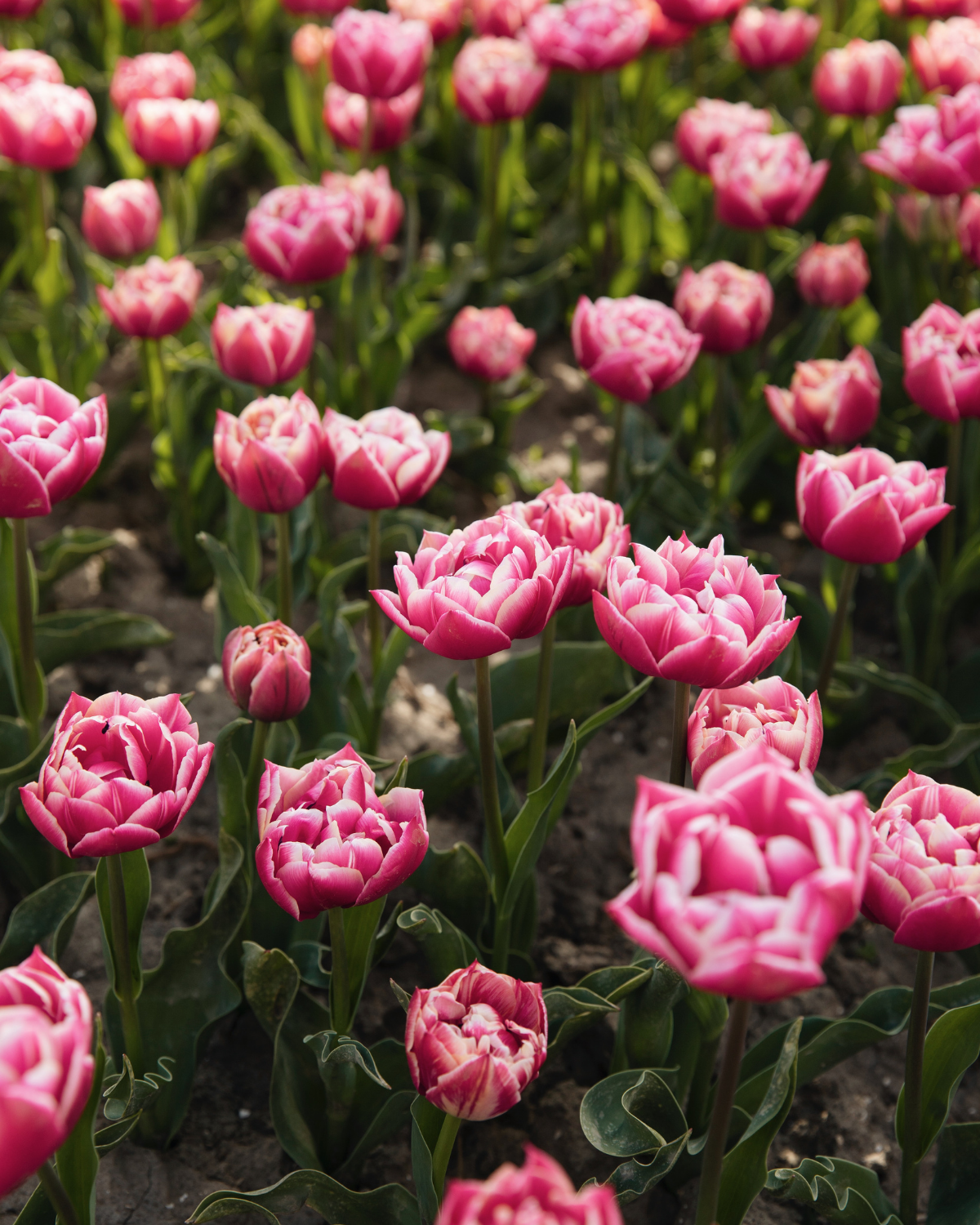 Tulp 'Columbus' BIO (8 stuks)