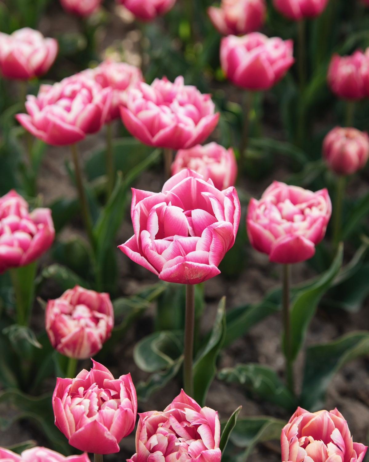 Tulp 'Columbus' BIO (8 stuks)