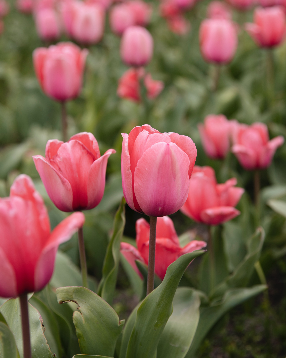 Tulp 'Design Impression' BIO (8 stuks)