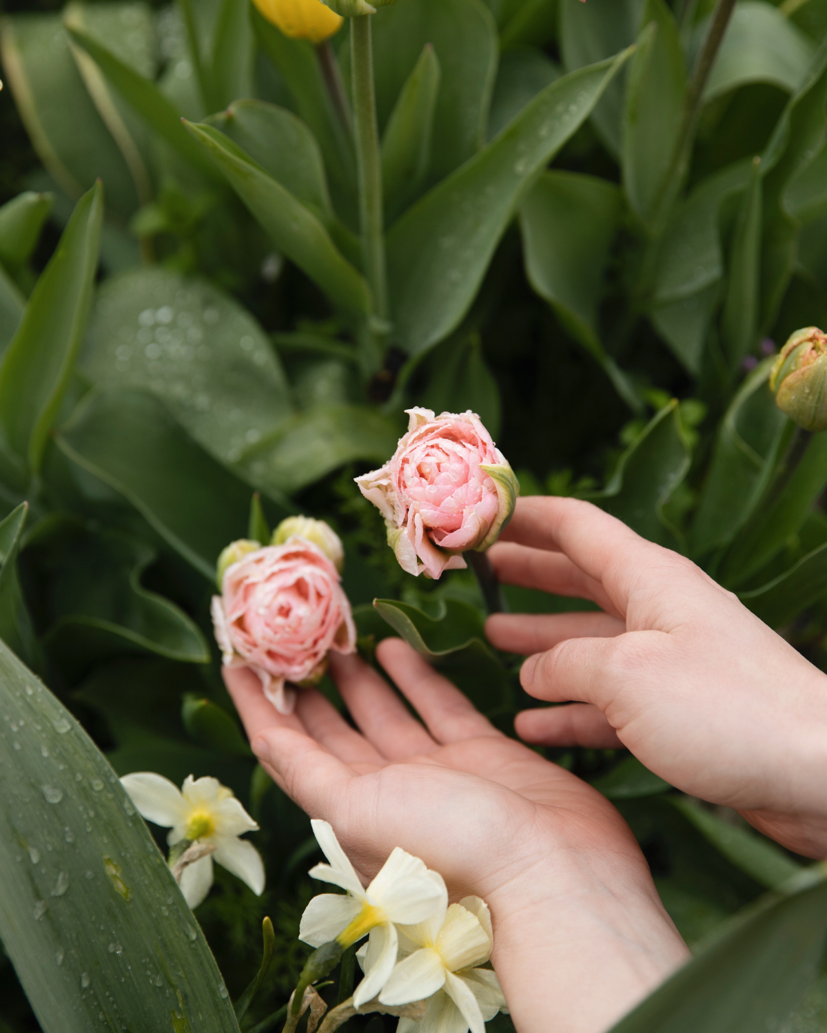 Tulp 'Dreamer' BIO (8 stuks)