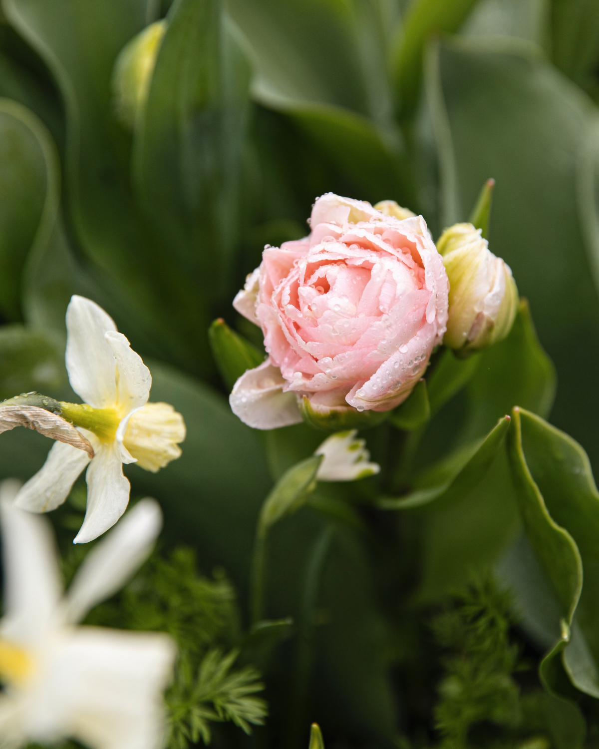 Tulp 'Dreamer' BIO (8 stuks)