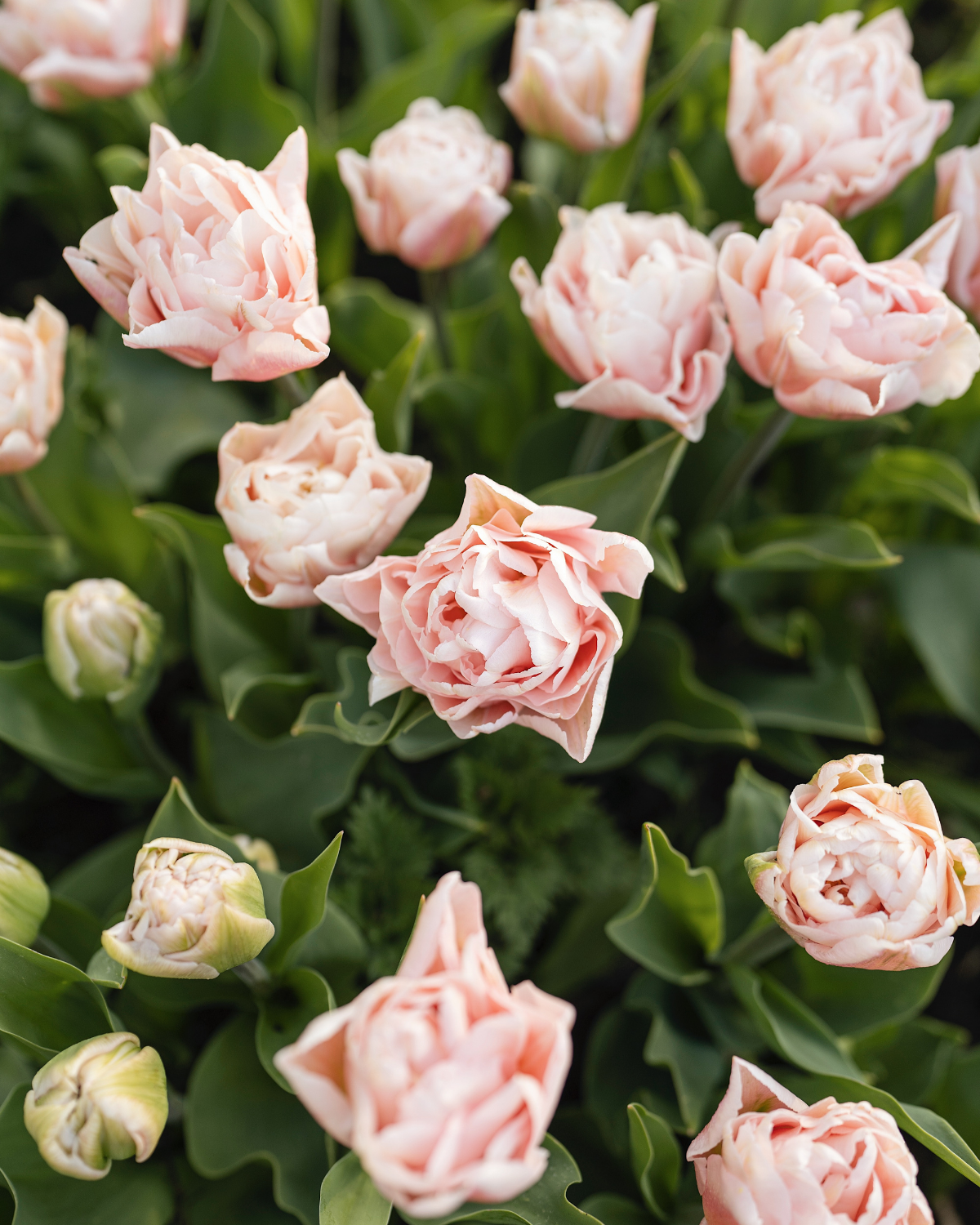 Tulp 'Dreamer' BIO (8 stuks)