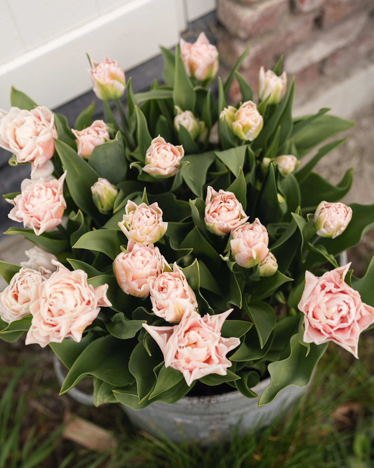 Tulp 'Dreamer' BIO (8 stuks)