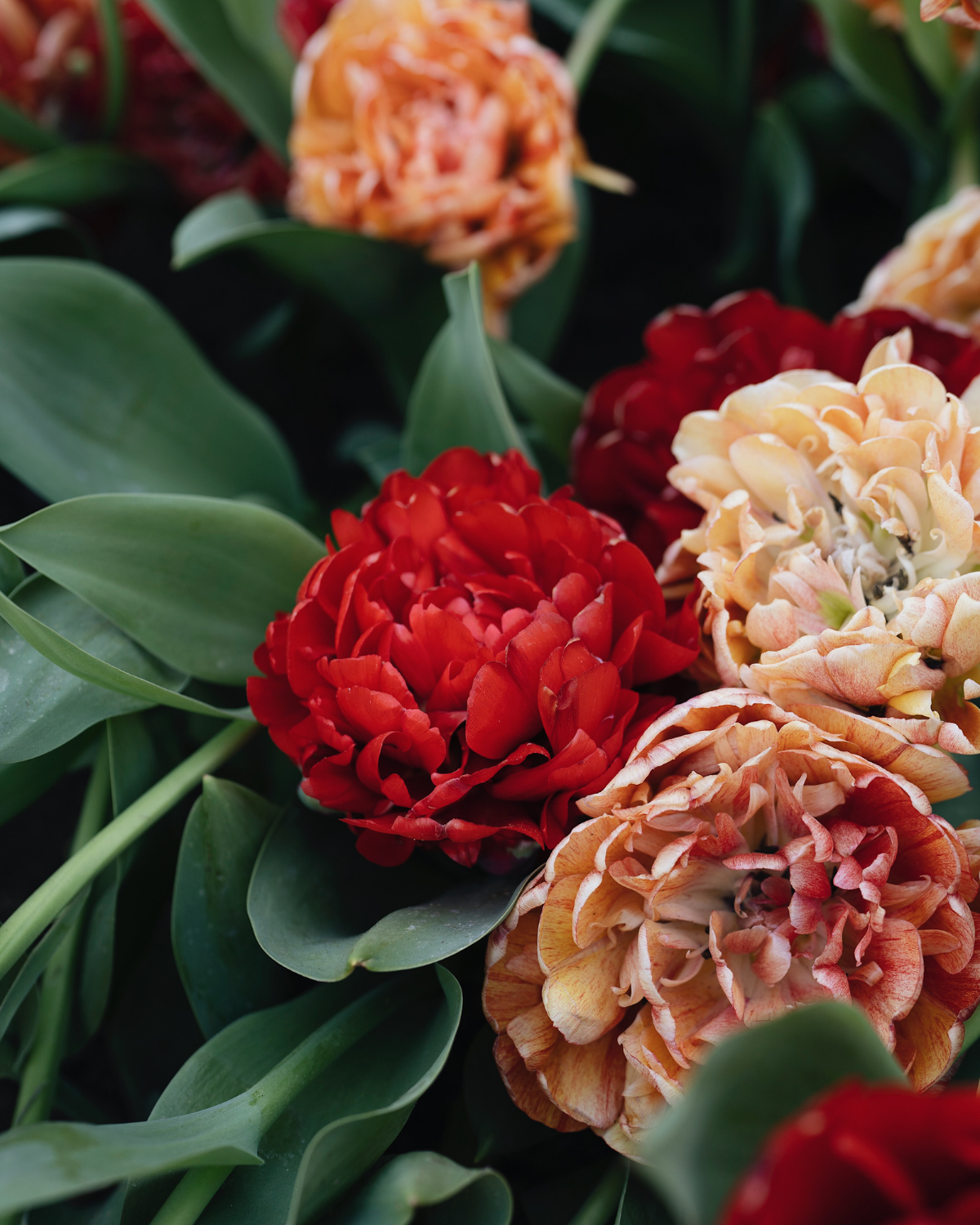 Tulp 'Gudoshnik Double' BIO (8 stuks)