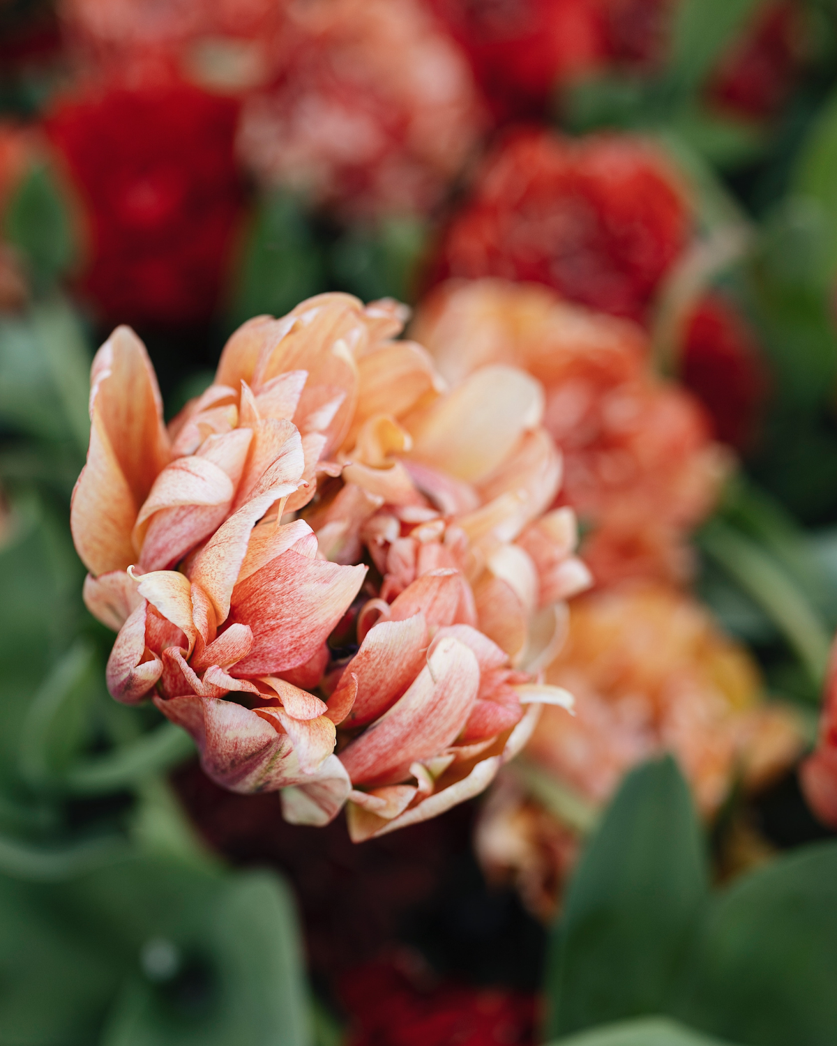 Tulp 'Gudoshnik Double' BIO (8 stuks)