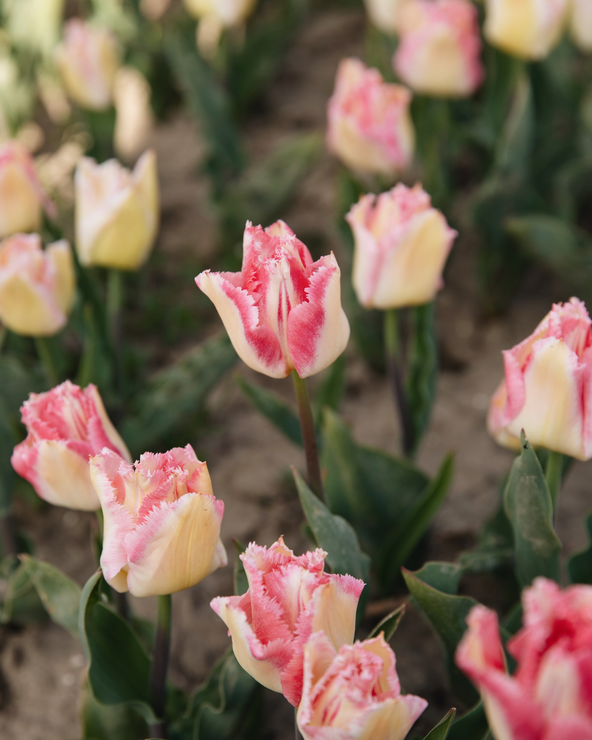Tulp 'Lingerie' BIO (8 stuks)